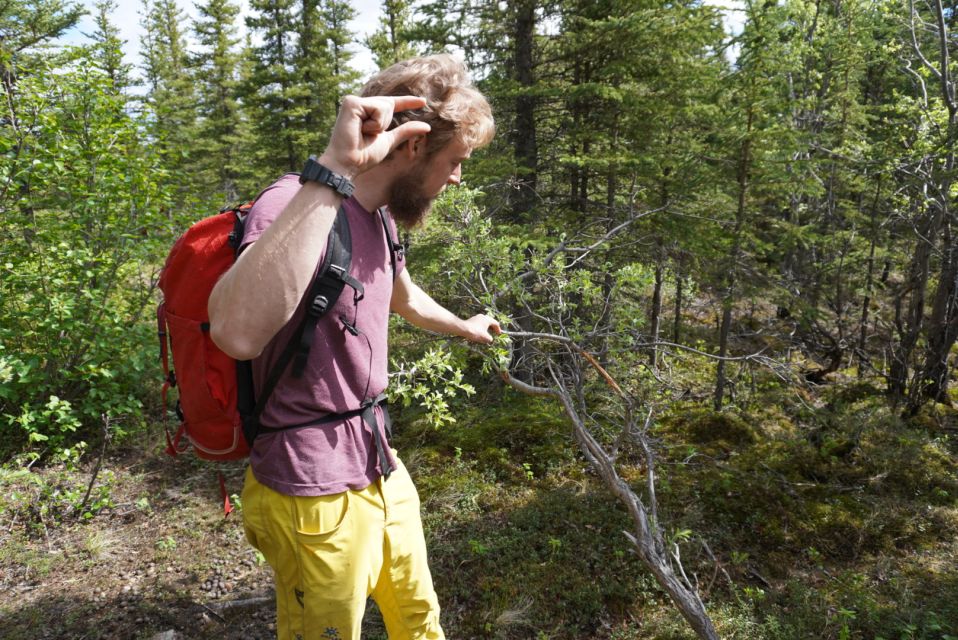 4 Hour Off-Trail Wilderness Wonders Tour in Denali