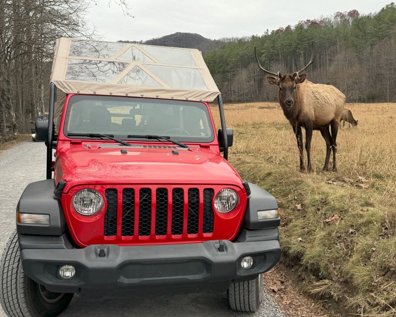 4 HR. Guided Safari Jeep Eco, ELK Wilderness Adventure