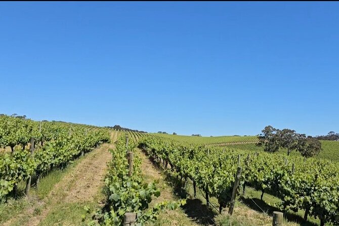 Adelaide Hills Divine Wine Tour