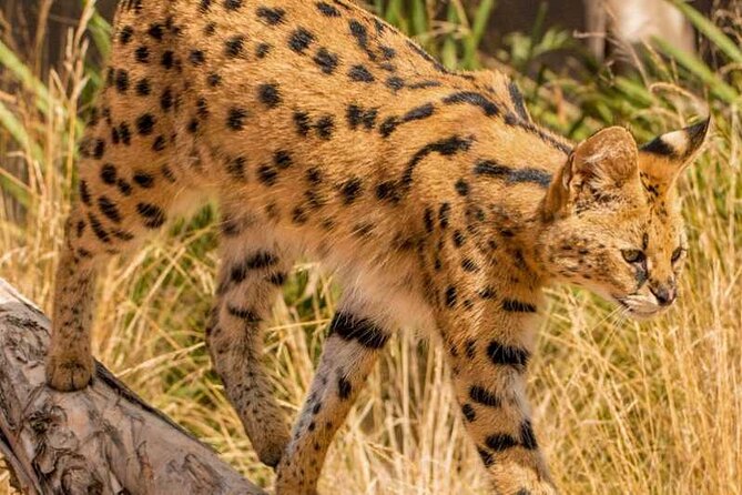 African Cat Experience at Werribee Open Range Zoo – Excl. Entry