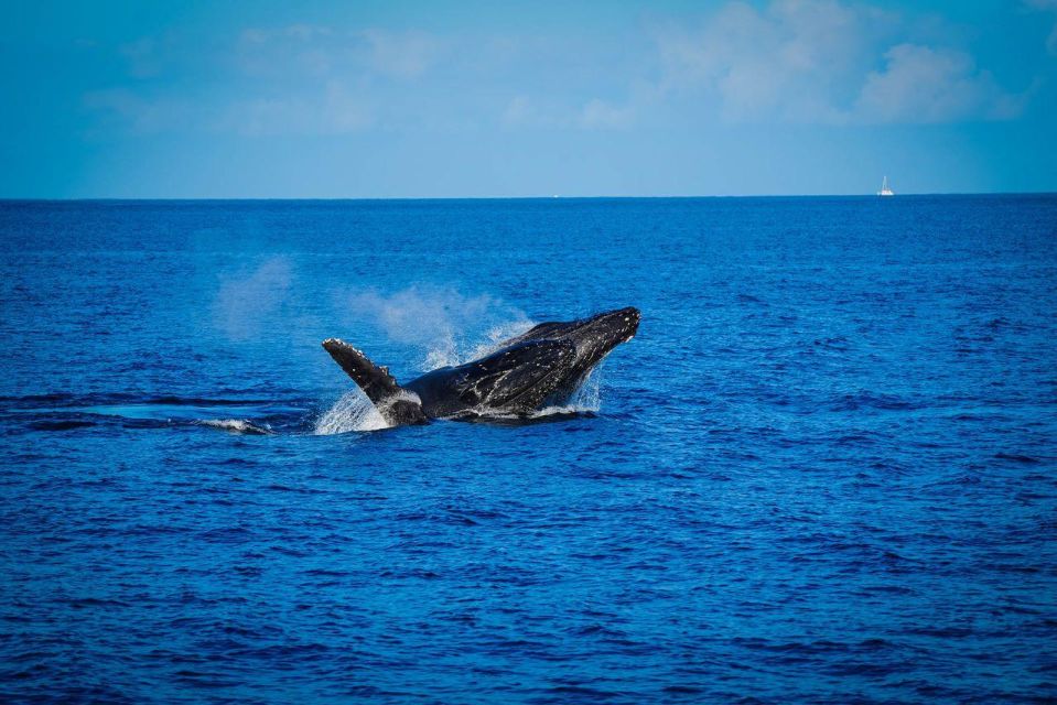 Alii Nui Maui Whale Watch Catamaran Sail