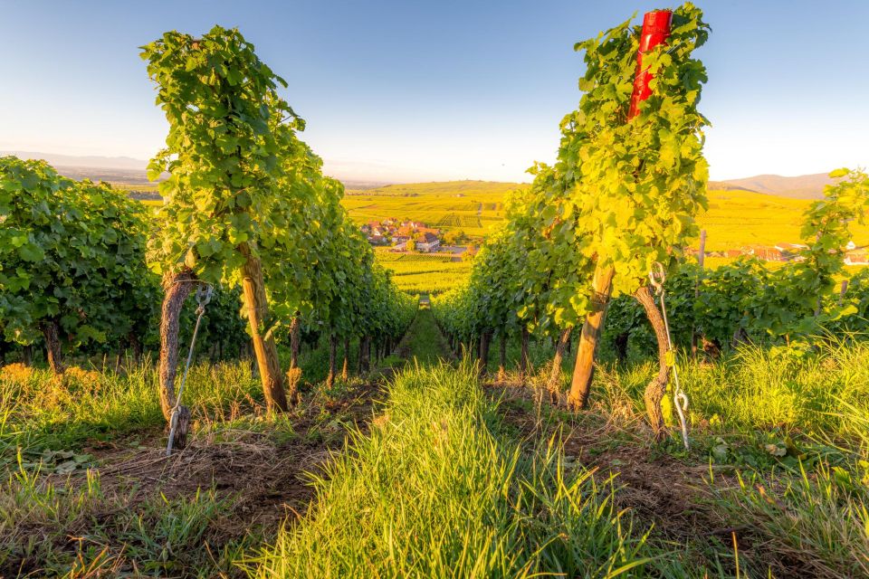 Alsace Wine Odyssey: Full-Day Private Tour From Strasbourg - Tour Details
