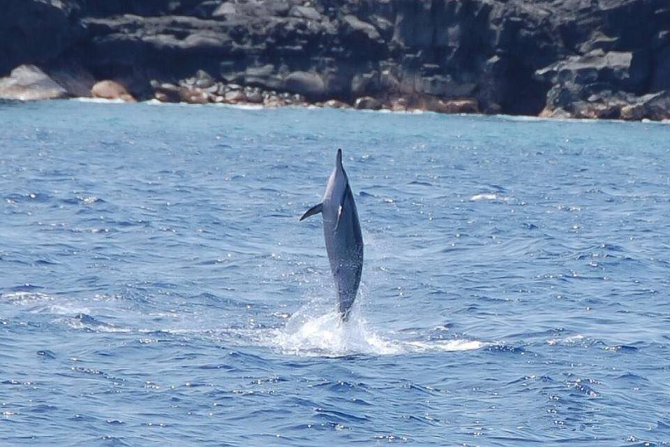 Big Island: Kealakekua Bay, Captain Cook & Marine Life Tour - Tour Overview