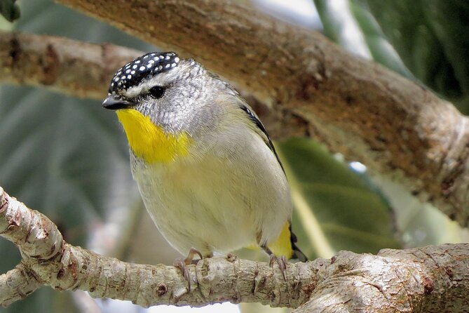 Birds of Yarnbala - Bird Species in Yarnbala