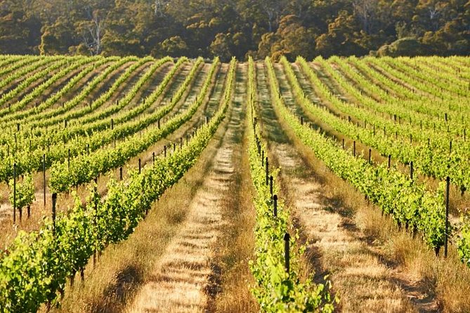 Brown Hill Winemakers Walk - Tour Highlights and Itinerary
