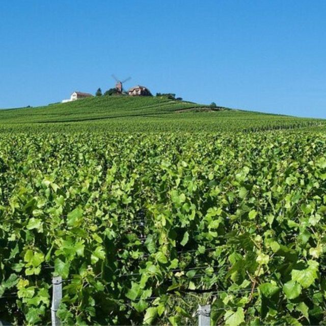 Champagne Region From Paris: Reims and Champagne Tasting - Tour Details