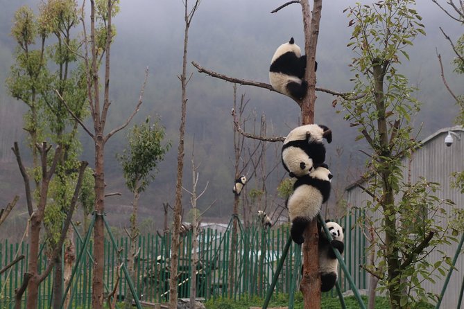 Chengdu Panda Tour or Dujingyan Base Option Panda Keeper