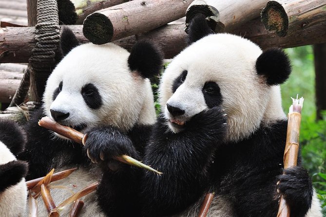 Chengdu Private Sightseeing Tour With Panda Breeding Center Visit