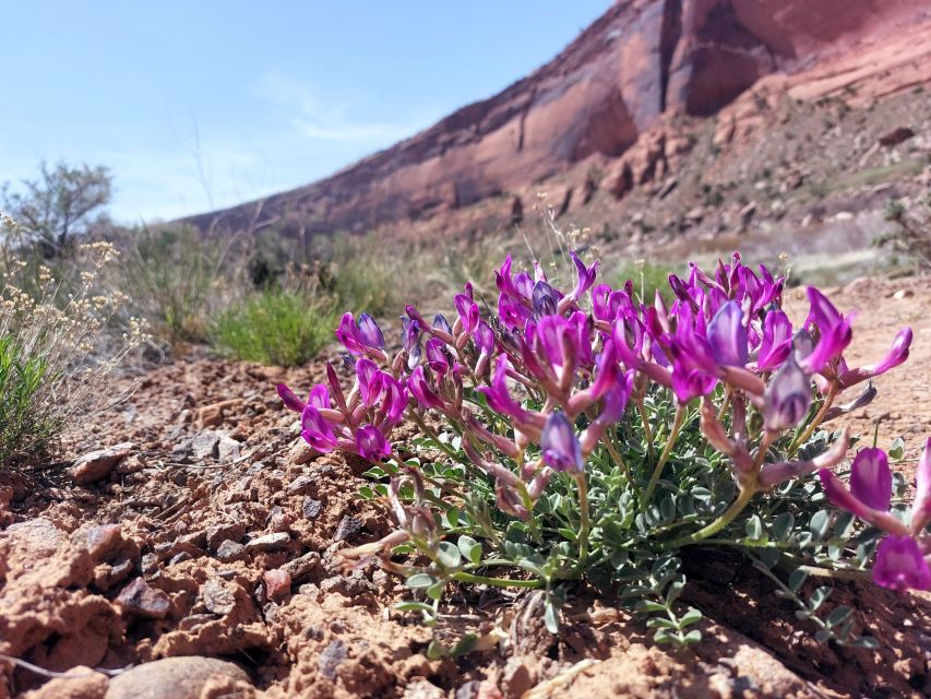 Cisco: Westwater Canyon Full-Day Rafting Trip With Lunch - Location and Provider Details