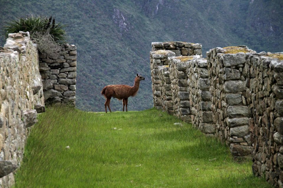 Cusco:Salkantay Trek 4 Days 3 Nights to Machu Picchu & Meals - Tour Details