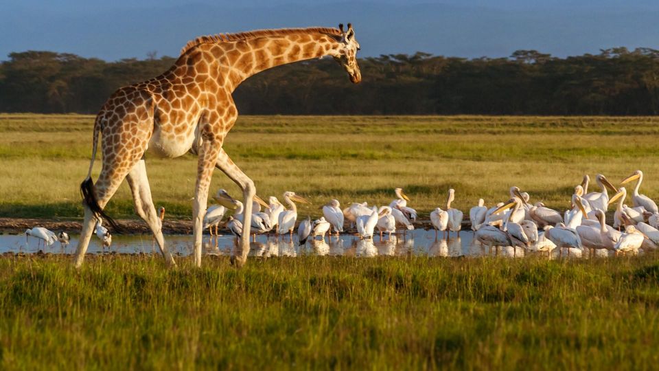 Day Trip to Hells Gate and Lake Naivasha