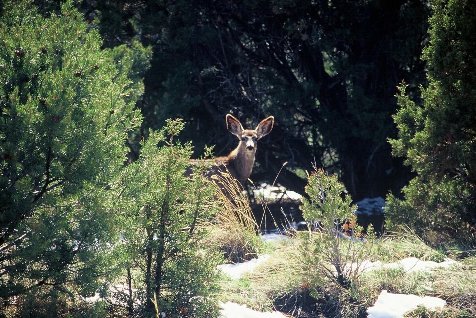 Diamondback Gulch: 2.5-Hour 4x4 Tour From Sedona - Tour Overview