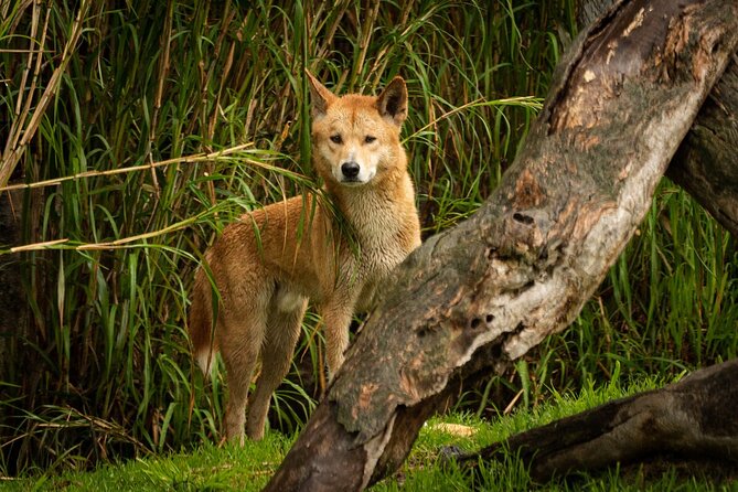 Dingo Experience at Healesville Sanctuary – Excl. Entry