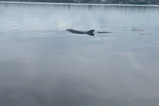 Dolphin and Manatee Tour of Marco Island by Kayak or SUP - Tour Overview