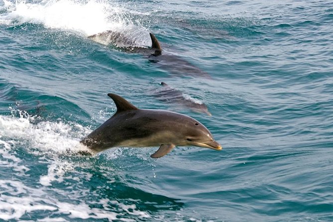 Dolphin Watching Sydney Tours Port Stephens Private Tour - Tour Highlights