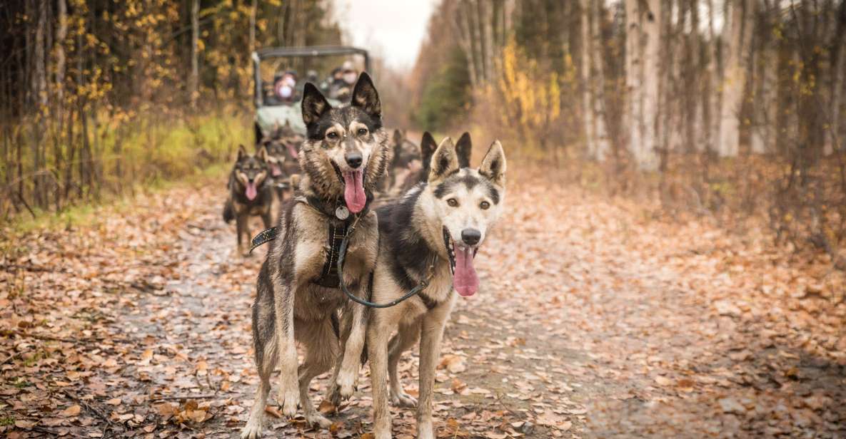 Fairbanks: Fall Cart Adventure Pulled by a Sled Dog