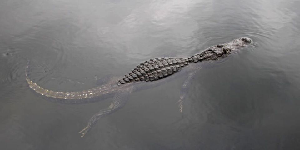 Fort Lauderdale: Everglades Express Tour With Airboat Ride - Tour Overview