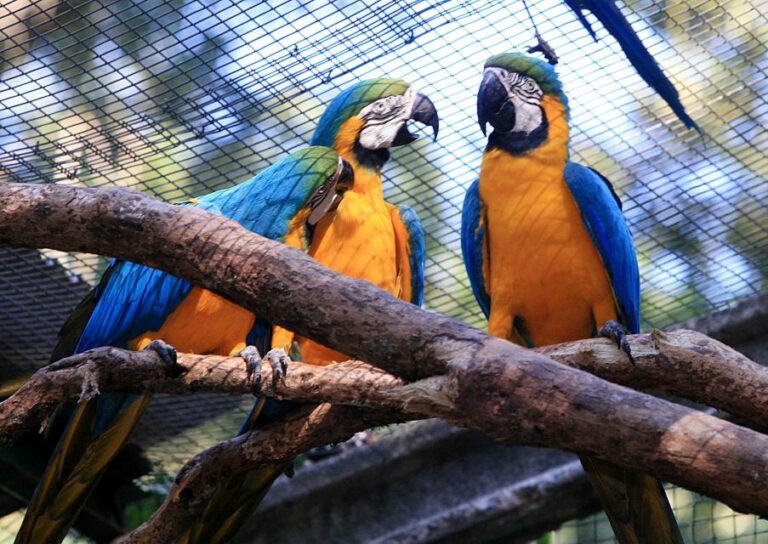 Foz Do Iguaçu: Bird Park Experience