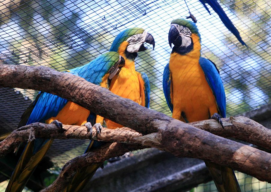 Foz Do Iguaçu: Bird Park Experience - Activity Details
