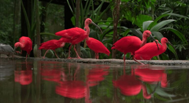 Foz Do Iguaçu: Bird Park Tour With Tickets