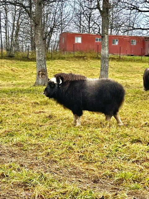 From Anchorage: Scenic Drive and Guided Musk Ox Farm Tour