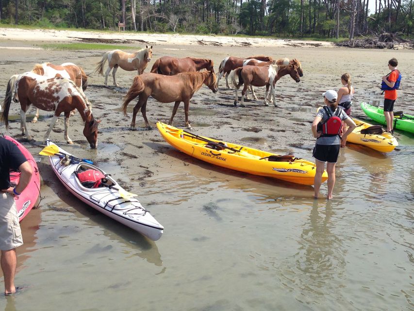 From Chincoteague: Guided Kayak Tour to Assateague Island