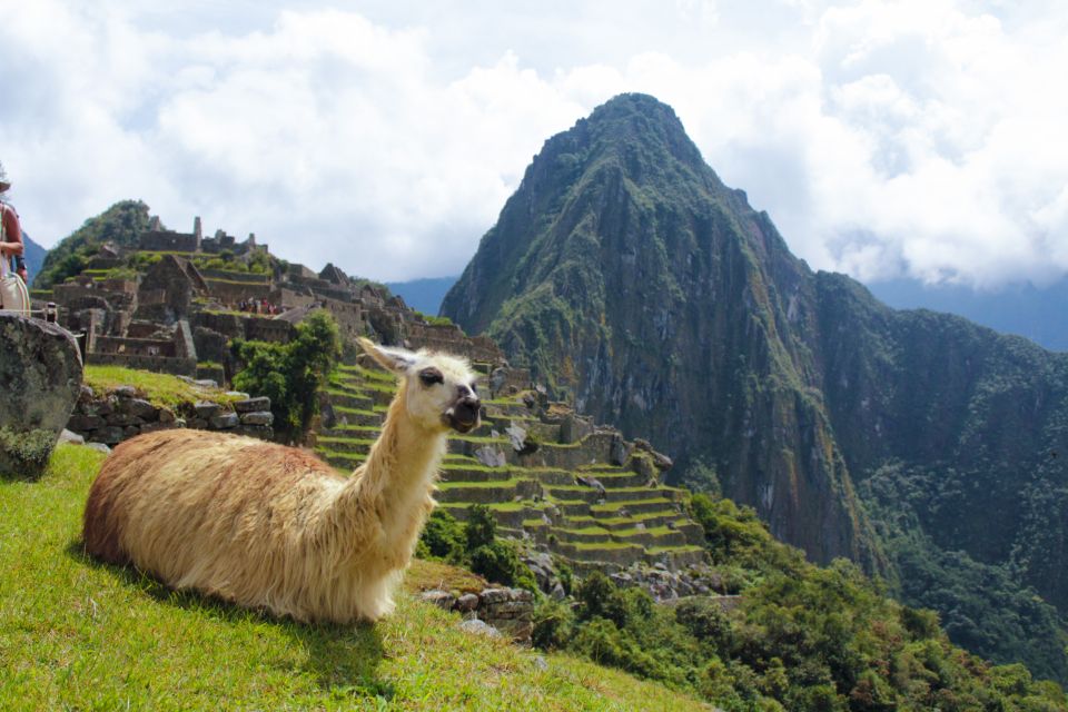 From Cusco: Machu Picchu Day Trip by Vistadome Train - Trip Details