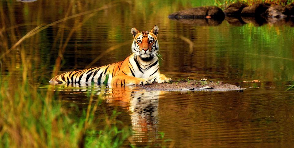 From Delhi: 5-Day Tiger Safari & Golden Triangle Tour - Tour Overview