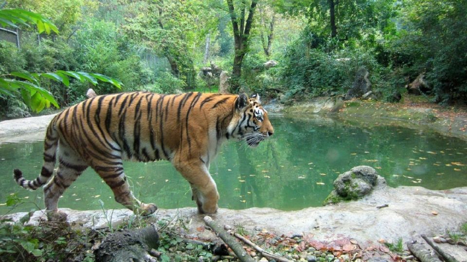 From Delhi: Jim Corbett National Park Tour by Car - Tour Price and Duration