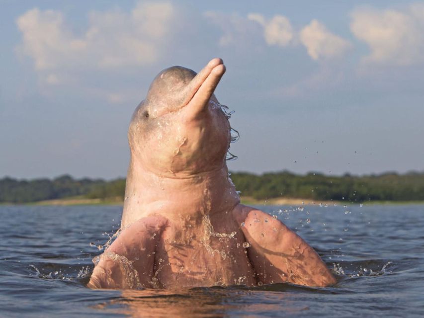 From Iquitos || 4 Day Yanayacu River Tour With Bird Watching - Tour Duration and Experience