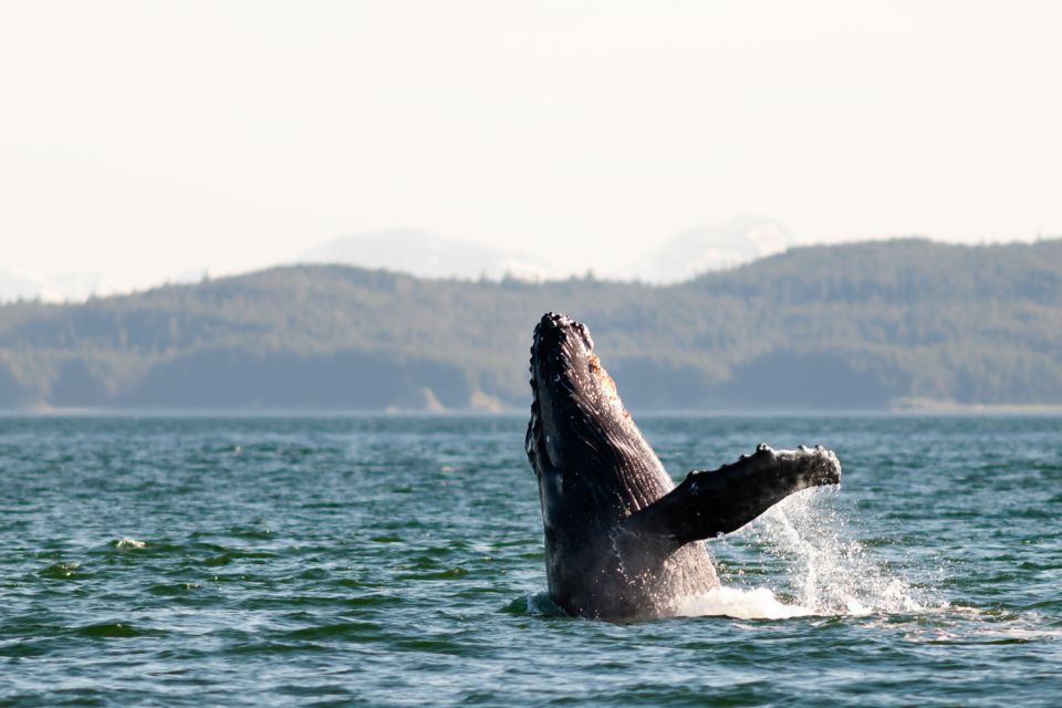 From Juneau: Whale Watching Cruise With Snacks