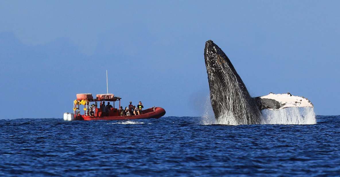 From Kihei: Guided Humpback Whale Migration Cruise - Description and Details