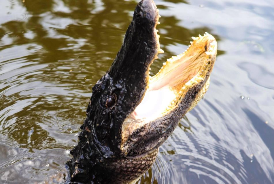 From Lafitte: Swamp Tours South of New Orleans by Airboat - Location and Provider Details