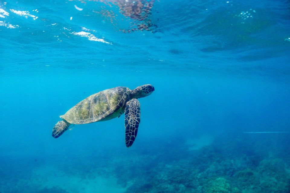 From Maalaea: Turtle Town Snorkel Aboard the Quicksilver - Important Information