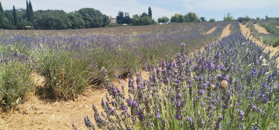 From Marseille: Customizable Private Day Tour of Provence - Tour Details