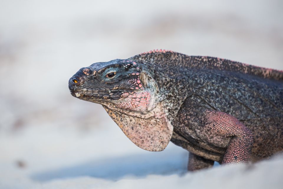 From Nassau: Exuma Swimming Pigs, Sharks and More - Tour Details