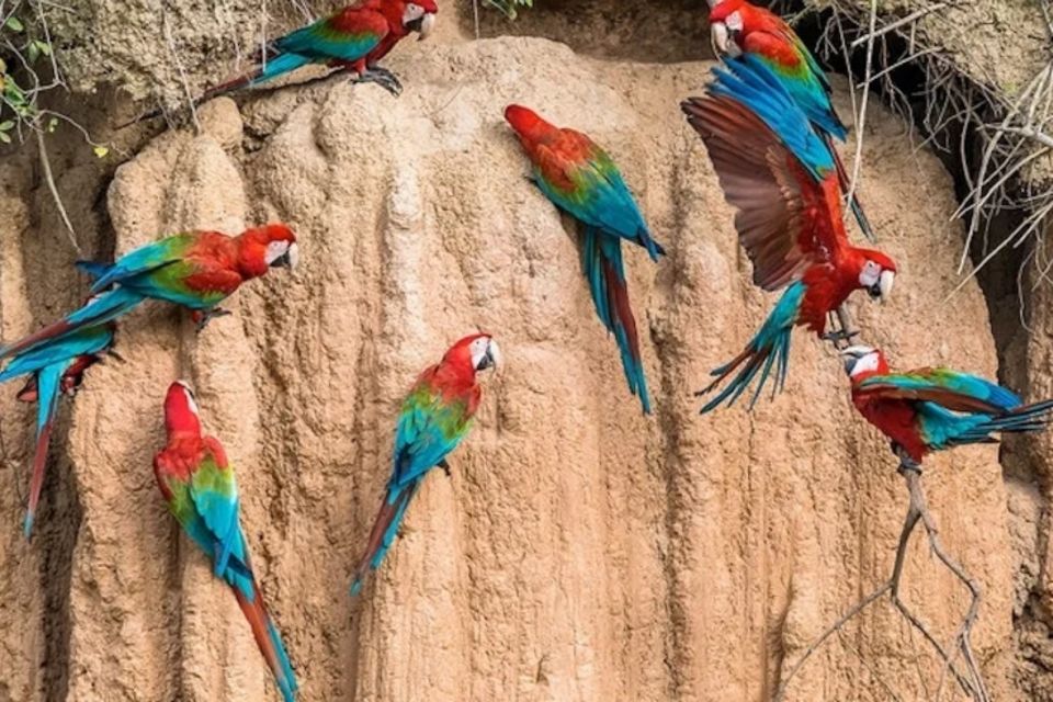 From Puerto Maldonado: Sandoval Lake + Macaw Clay Lick 4-Day