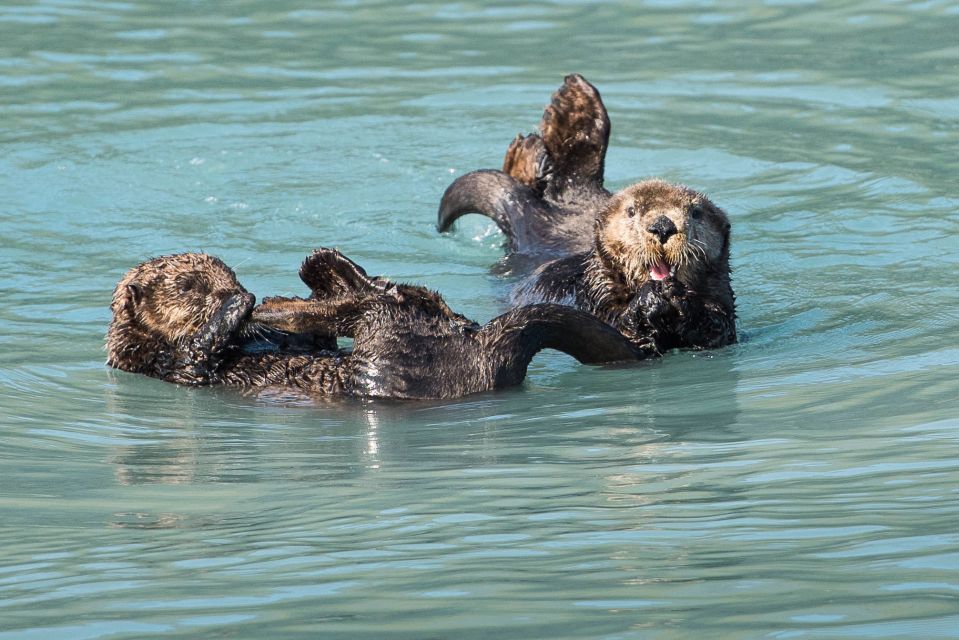 From Seward: Half-Day Resurrection Bay Wildlife Cruise Tour