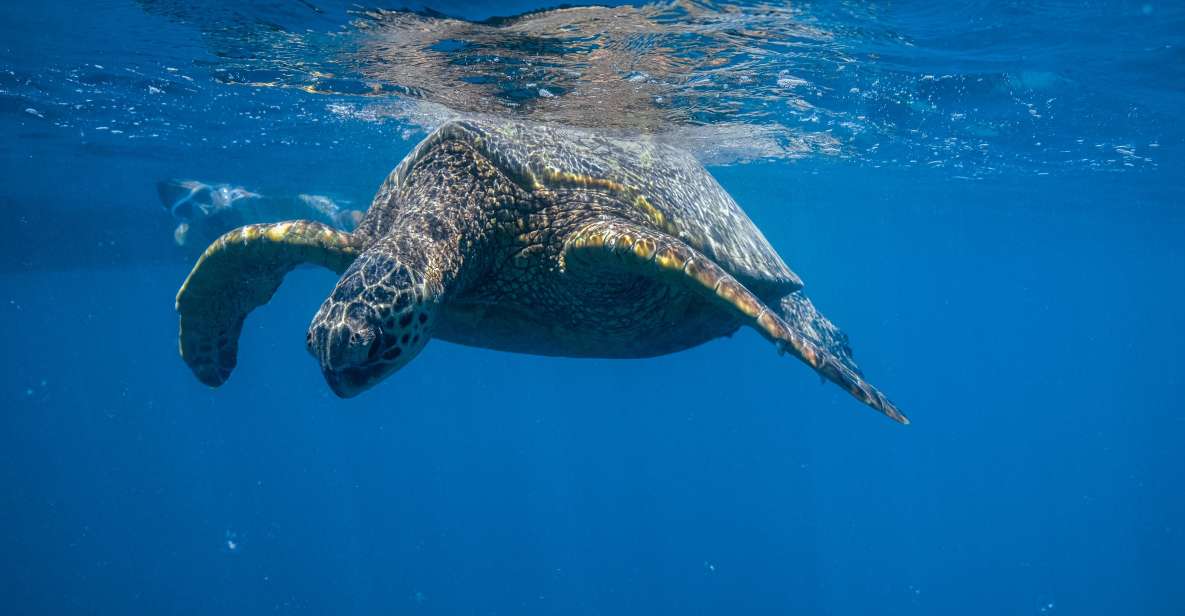 From Waikiki: Turtle Canyons Snorkeling Tour - Tour Overview