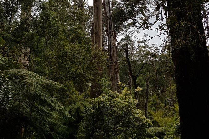Full-Day Dandenong Ranges Tour With Pickup From Melbourne