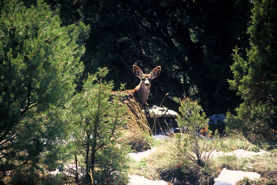 Gambler Trail - Location and Activity Details