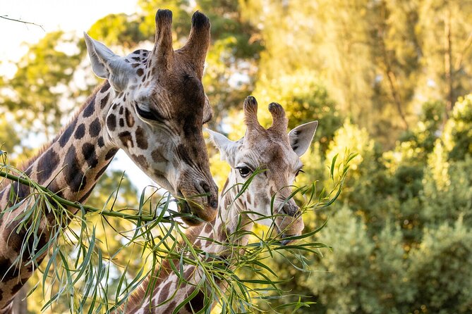 Giraffe Experience at Melbourne Zoo – Excl. Entry