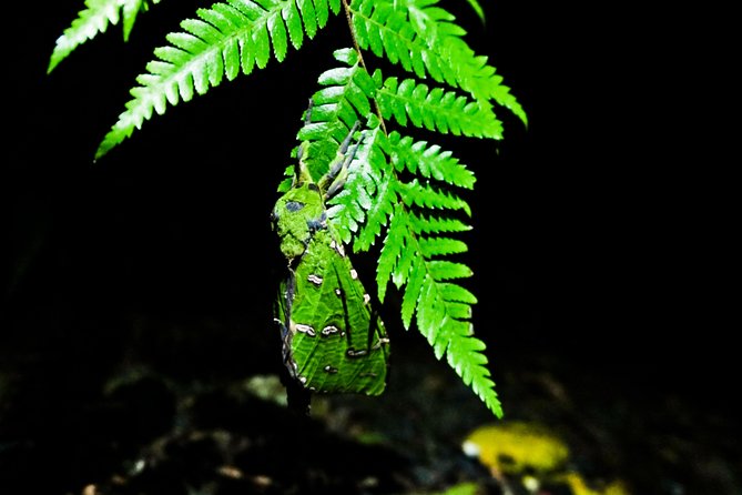Glow Worms Private Tour - Nocturnal Rainforest Walk - Tour Overview