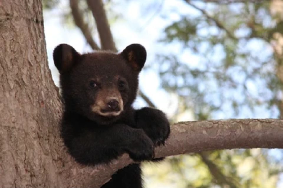 Grand Teton National Park: 4-Hour Guided Wildlife Adventure - Tour Duration and Wildlife Sightings