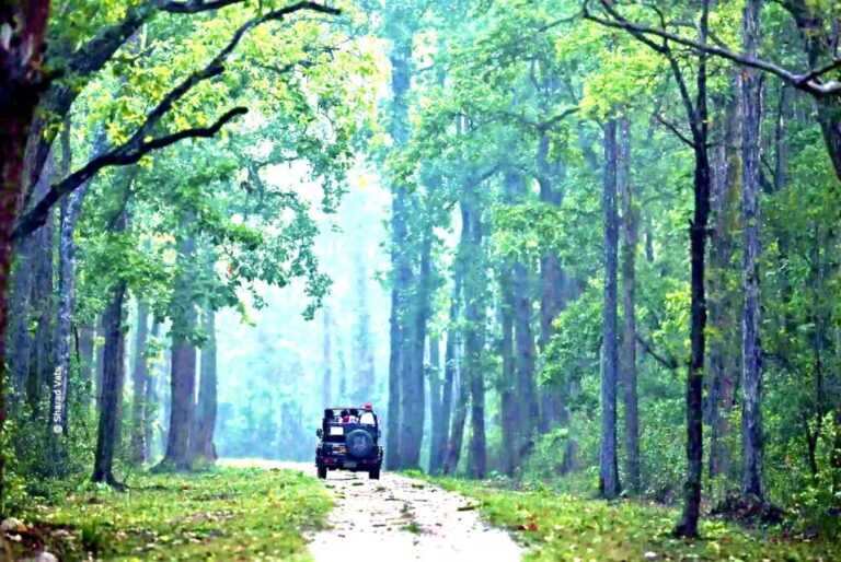 Gujarat: Gir National Park Guided Jeep Safari