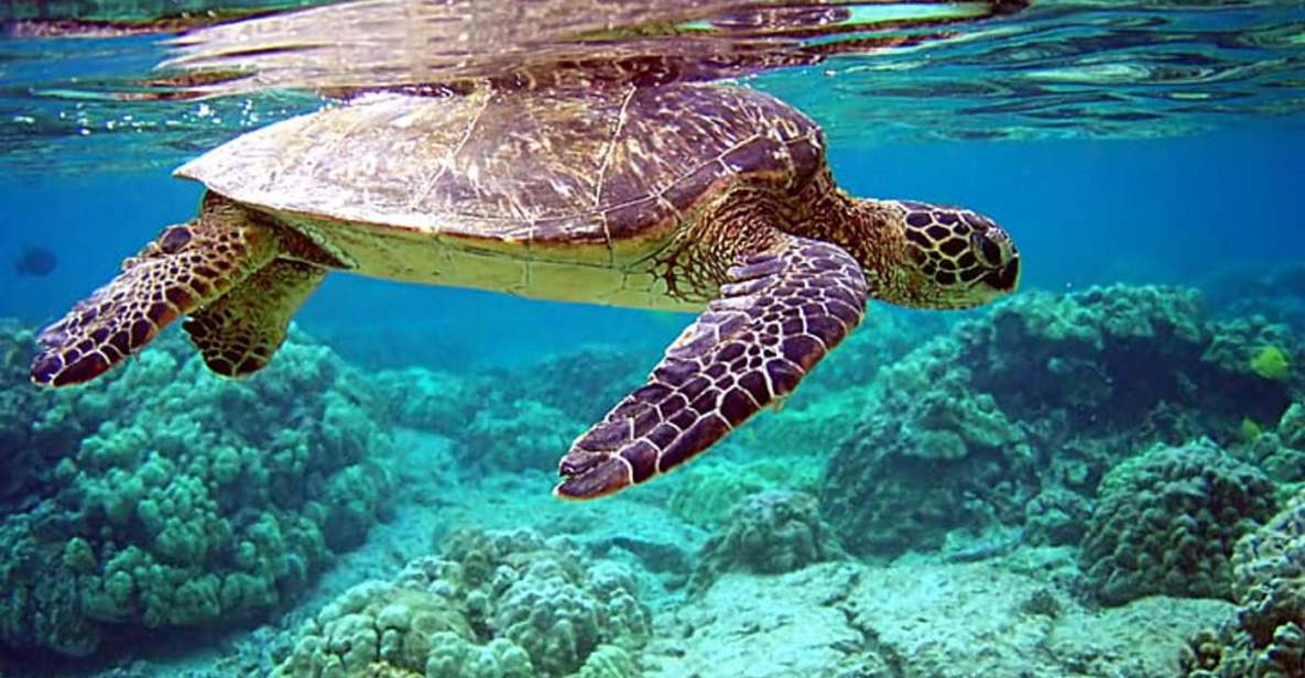 Half Day Rose Island Swimming Pigs and Sea Turtle Group Tour - Tour Details