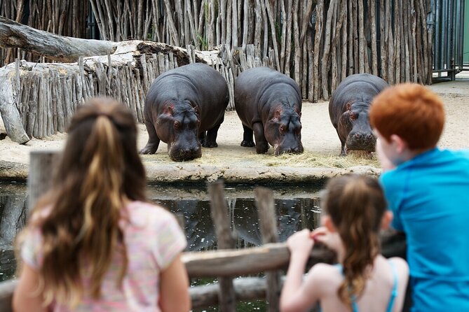 Hippo Experience at Werribee Open Range Zoo - Excl. Entry - Event Overview