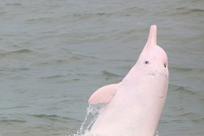 Hong Kong Dolphin Watch Tour - Booking Details