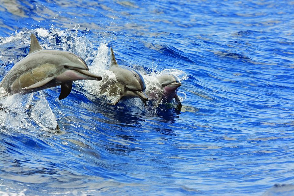 Honokohau: Kona Snorkel and Sail With Drinks and Snacks - Experience Highlights