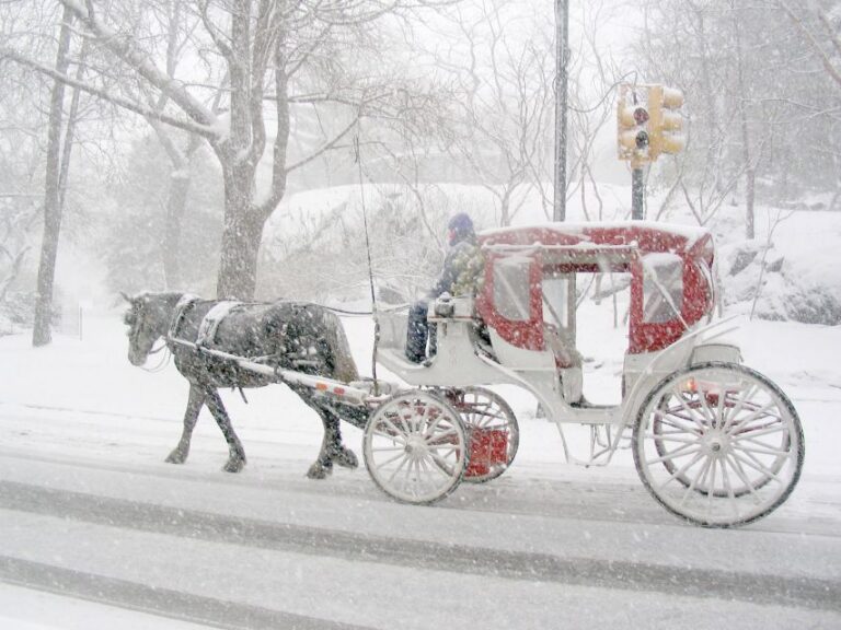 Horse and Carriage Rides Central Park